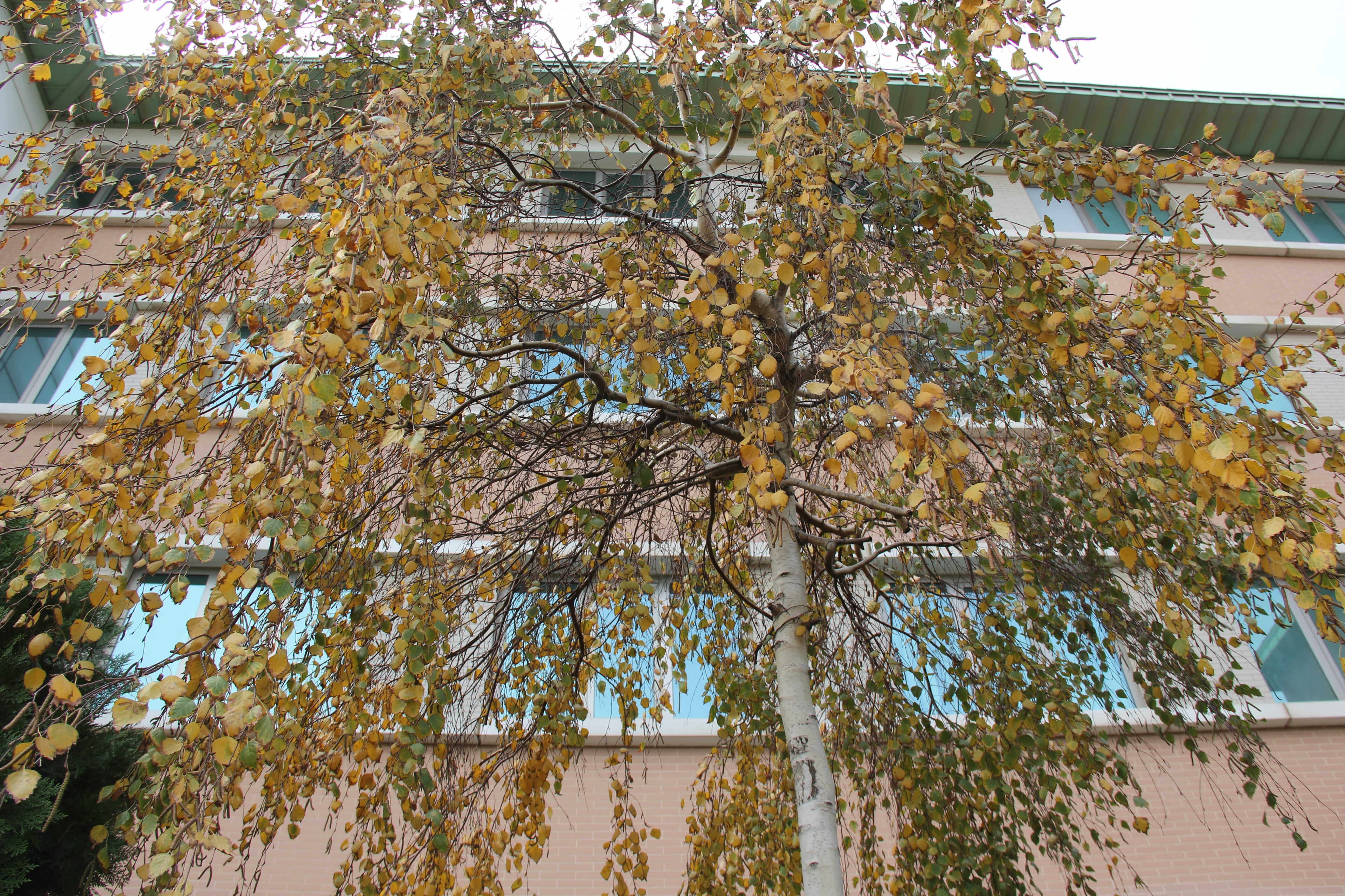 Baku Engineering University: Campus & Infrastructure Gallery 2025 - Image 16